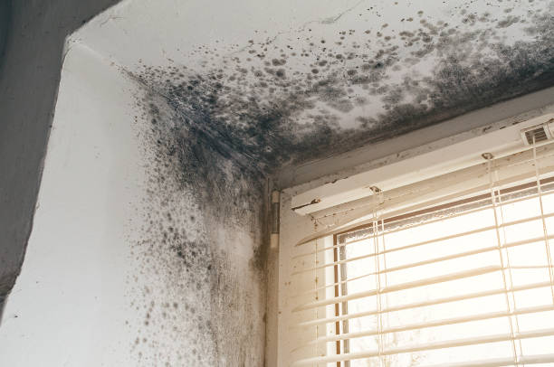 Affordable Mold Cleanup solutions in New Oxford, PA